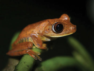 Ecuador Anden & Amazonas-Dschungel