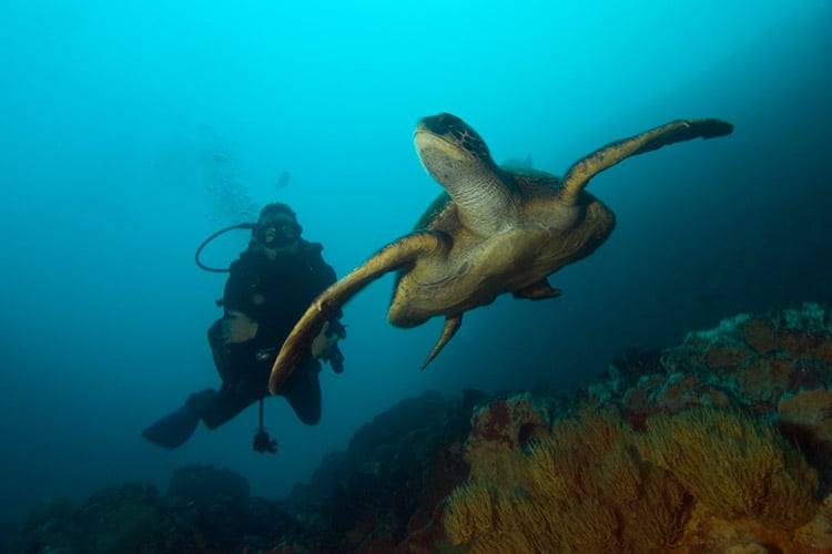 Galapagos Sea Turtle