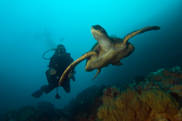 Galapagos Sea Turtle