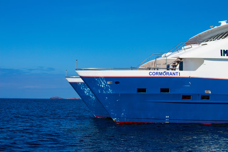 Cormorant Cruise
