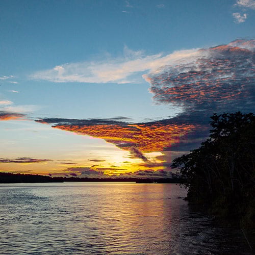 Amazon Jungle