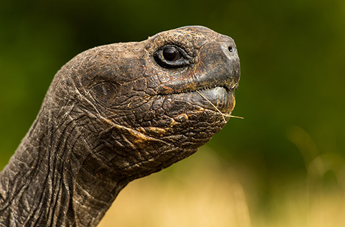 Rescuing Giant Tortoises