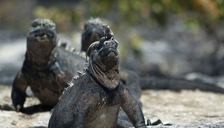 Marine Iguana