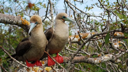 Red Footed Bobbies