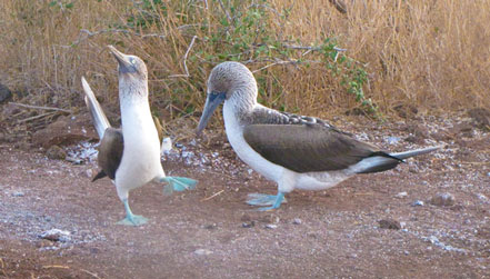 Blue-footed Bobbies