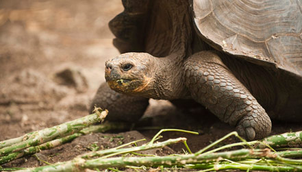 Riesenschildkröten