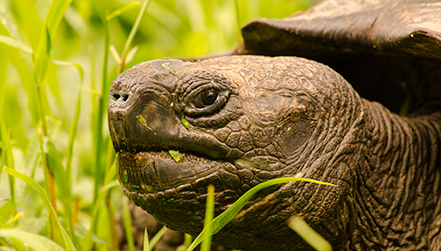 Giant Tortoise