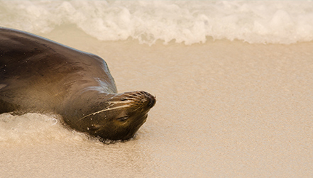 Sea Lion