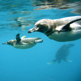 Pingüinos en Cabo Douglas