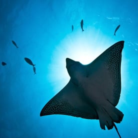 Eagle Ray at Cousins Rock