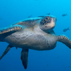 Sea turtle at Wolf Island 