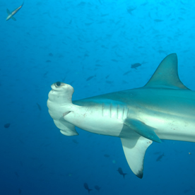 Galapagos hammerhead sharks