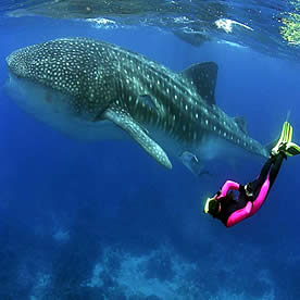 Galapagos whale sharks