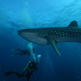 Tiburón ballena