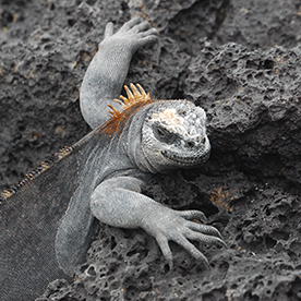 Eden islet - Galapagos