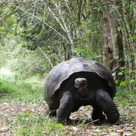 El Chato Tortoise Reserve