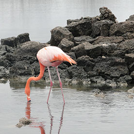 Flamingos Lake