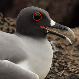 Eden islet - Galapagos