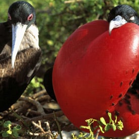 North Seymour Island