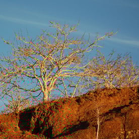 Rabida