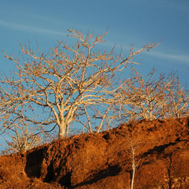 Isla Rabida