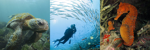 Galapagos Scuba Diving