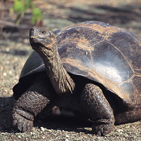 Tortoise at Puerto Villamill's Breeding Station, Isabela