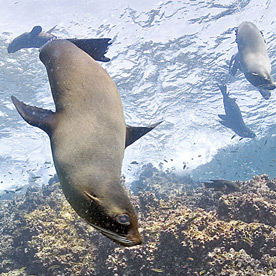 Playful sea lions at Cape Marshall, Isabela Island