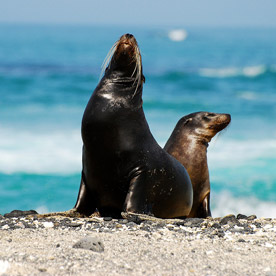 Sea lions at Black Turtle Cove - Santa Cruz Island