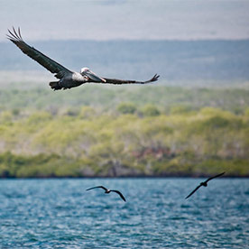 Pelican at Bahía Borrero, Santa Cruz Island
