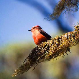 Vermilion flycatcher at Cerro Mesa, Santa Cruz