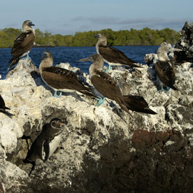 Blue-footed boobies at Elizabeth Bay, Isla Isabela