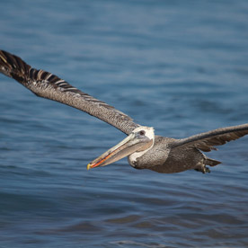 Pelican at Espumilla Bay - Santiago Island