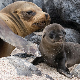 Mother and pup sea lions at Lobos Island, San Cristobal