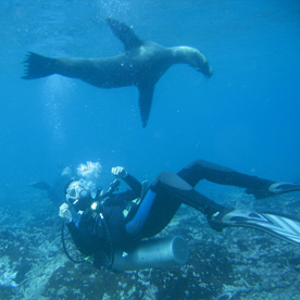 Playful sea lions at Lobos Island, San Cristobal
