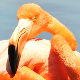 Pink flamingo at Moreno Point, Isabela Island