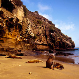 Sea lions at the beaches of Pitt Point - San Cristobal