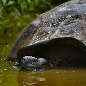 Tortoise at the swampy highlands of Santa Cruz