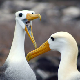 Albatrosses at Suárez Point, Española Island
