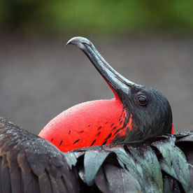 Frigatebird at Tijeretas Hill, San Cristobal Island