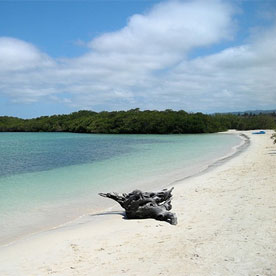 White-sand beach of Tortuga Bay at Santa Cruz