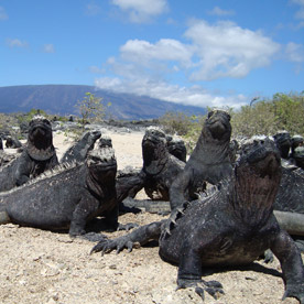 Marine iguanas at Urbina Bay, Isabela Island
