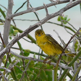 Yellow warbler at Witch Hill, San Cristobal Island